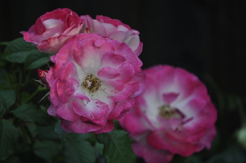 _DSC0456 - VARA 2021_1