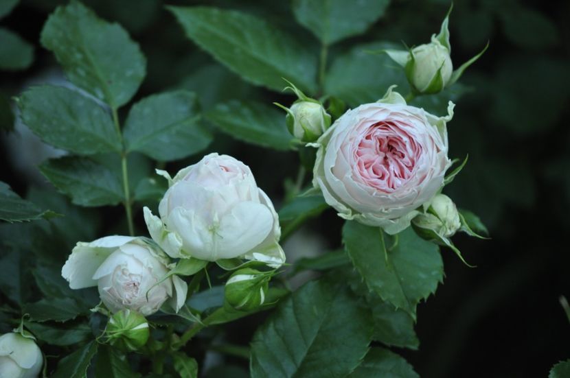 _DSC0459 - VARA 2021_1