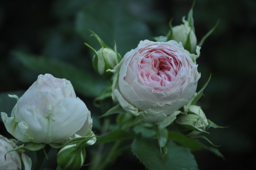 _DSC0460 - VARA 2021_1