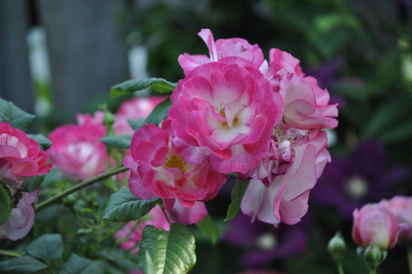 _DSC0462 - VARA 2021_1