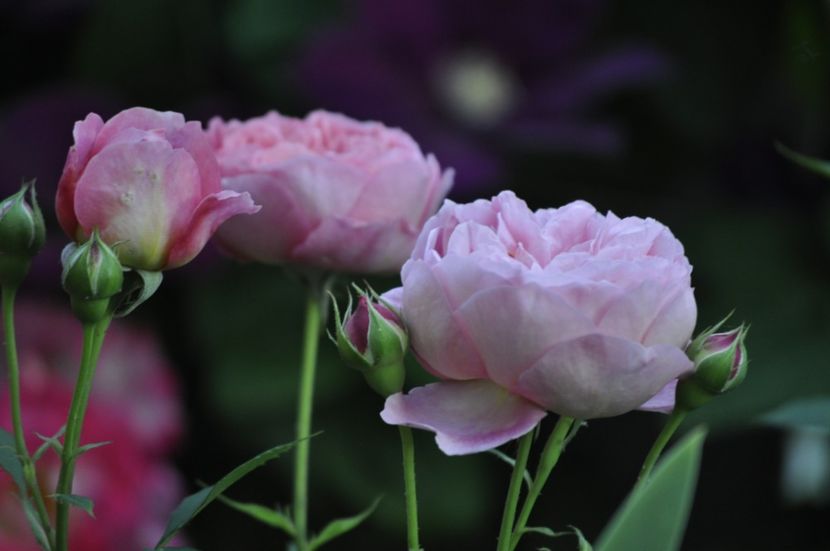 _DSC0463 - VARA 2021_1