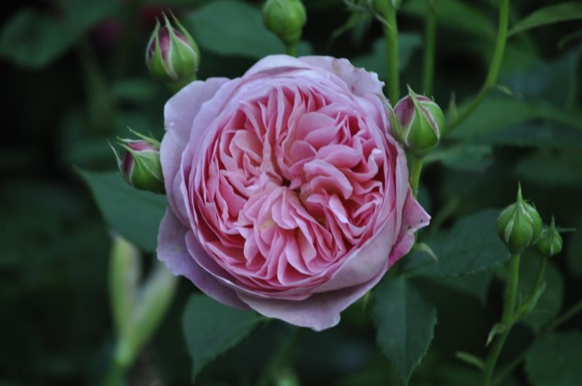 _DSC0464 - VARA 2021_1