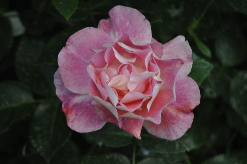 _DSC0466 - VARA 2021_1