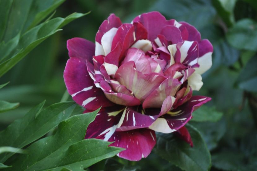 _DSC0470 - VARA 2021_1