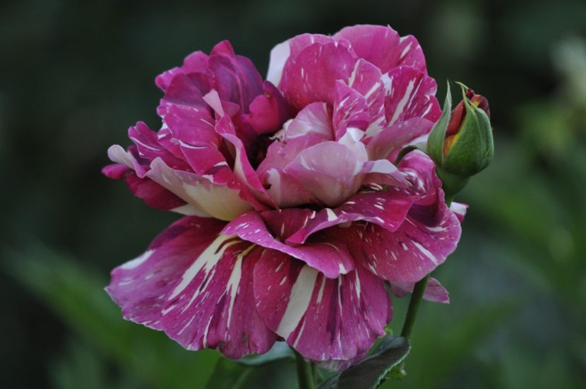 _DSC0472 - VARA 2021_1