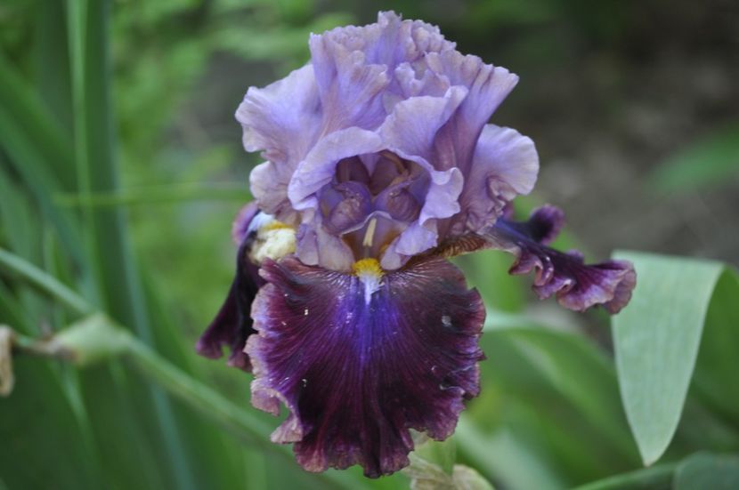 _DSC0473 - VARA 2021_1