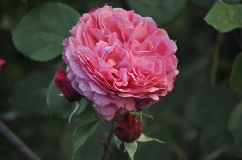 _DSC0476 - VARA 2021_1