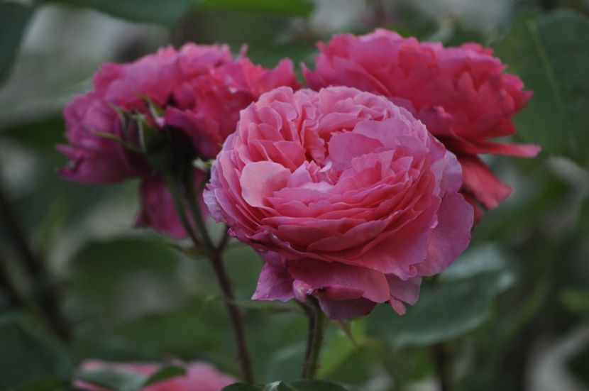 _DSC0479 - VARA 2021_1