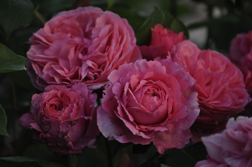 _DSC0480 - VARA 2021_1