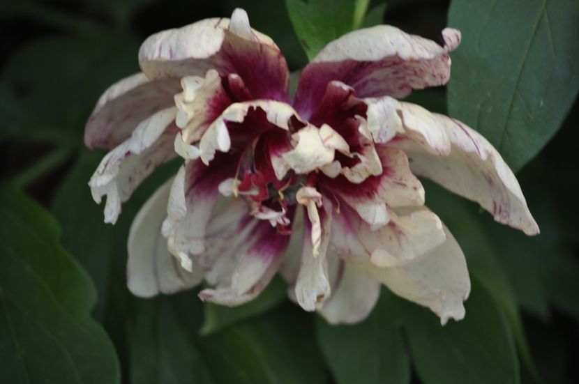 _DSC0482 - VARA 2021_1