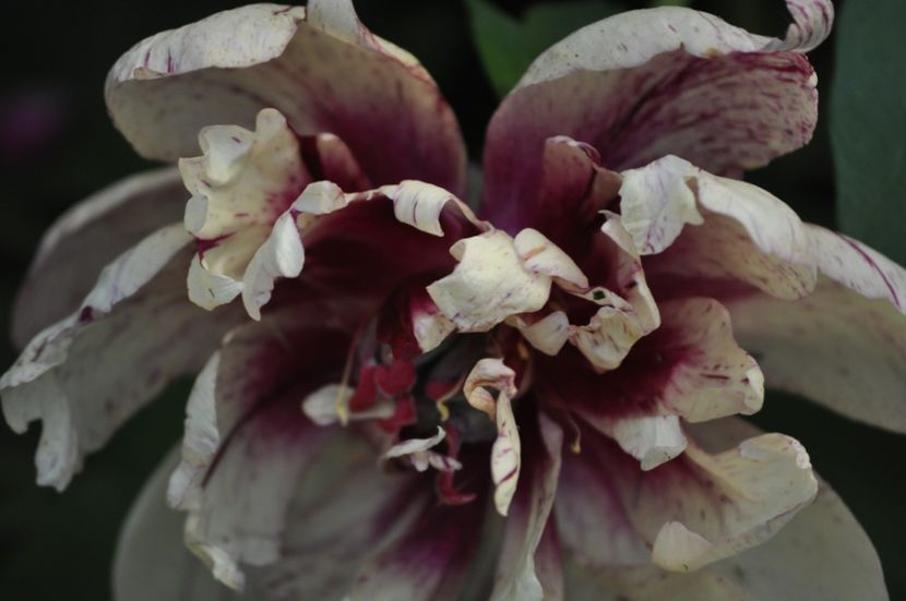 _DSC0483 - VARA 2021_1