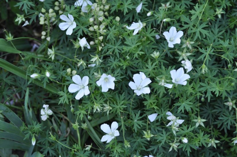 _DSC0484 - VARA 2021_1