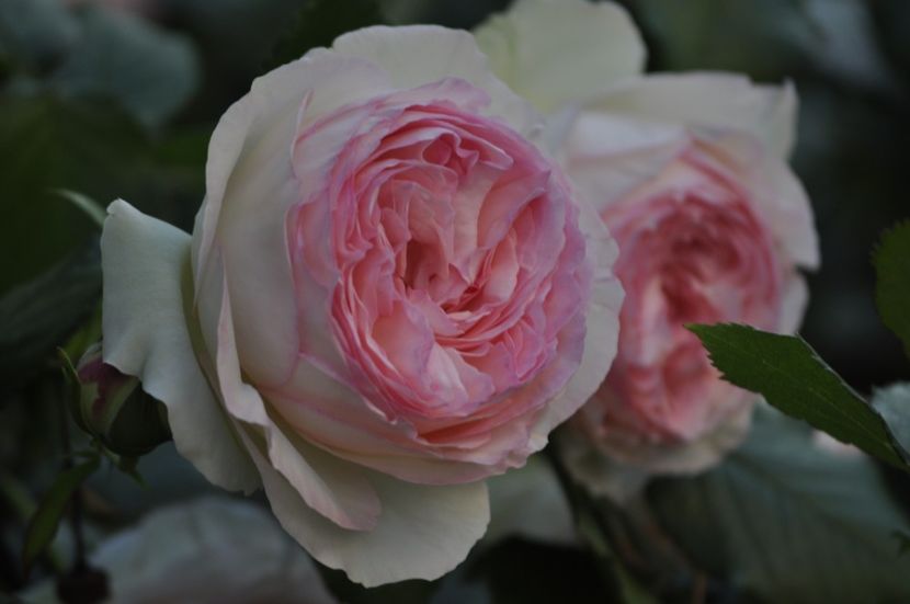 _DSC0489 - VARA 2021_1