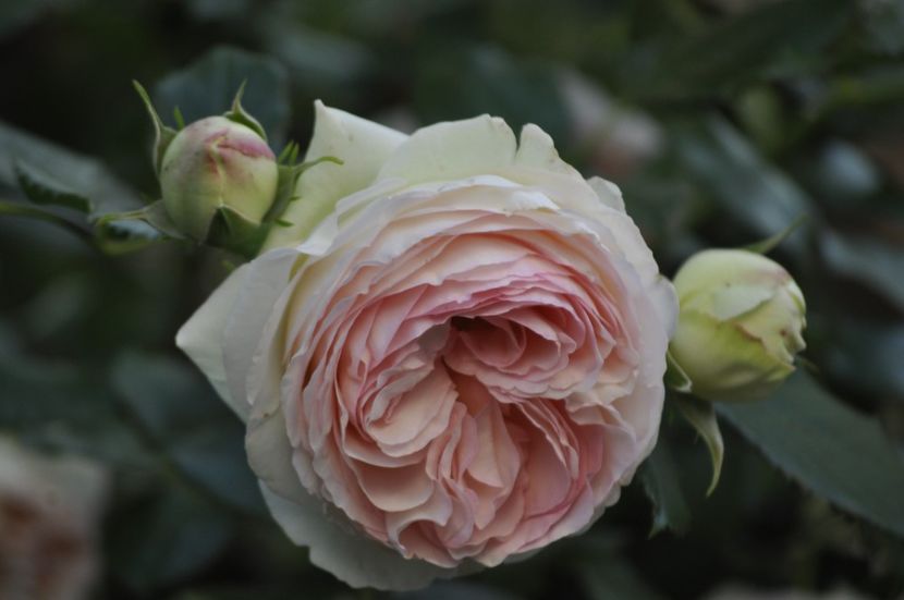 _DSC0490 - VARA 2021_1