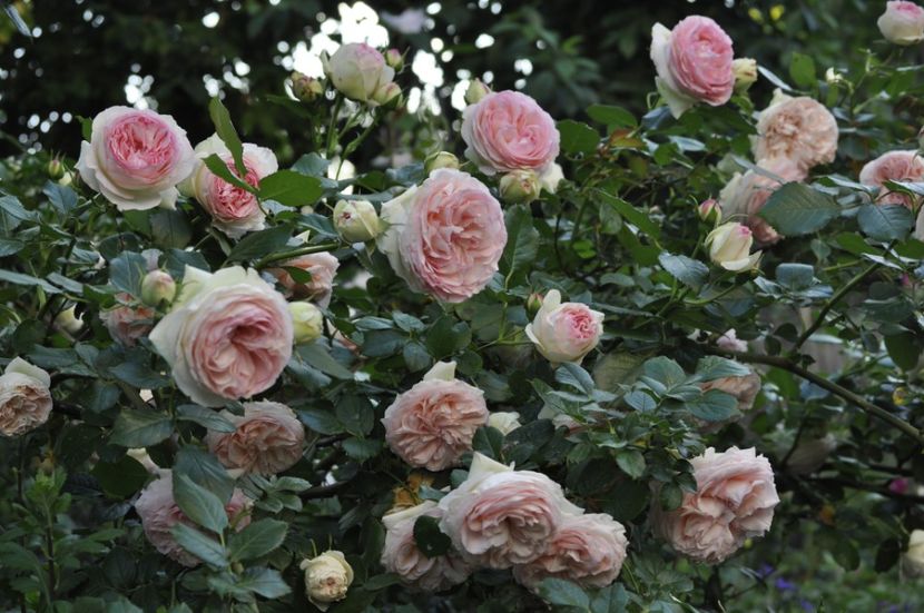 _DSC0491 - VARA 2021_1