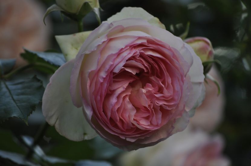 _DSC0494 - VARA 2021_1