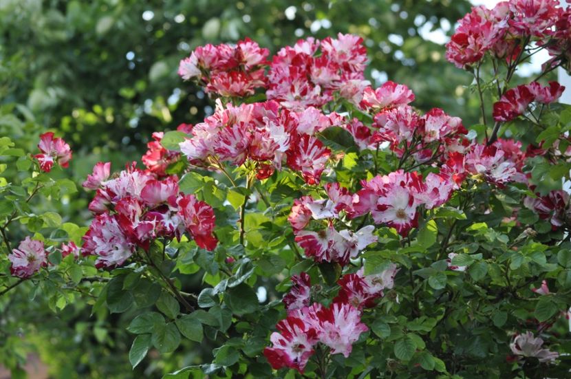 _DSC0496 - VARA 2021_1