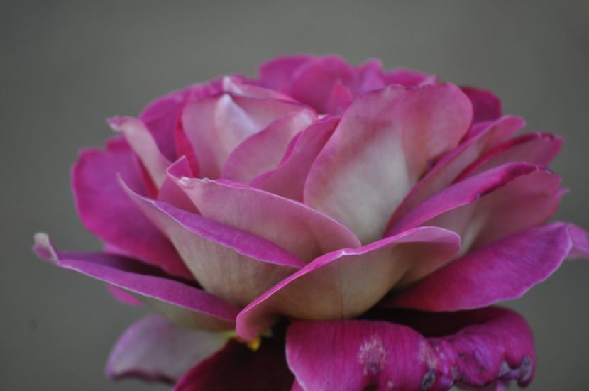 _DSC0497 - VARA 2021_1