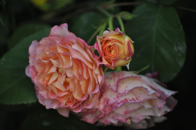 _DSC0498 - VARA 2021_1