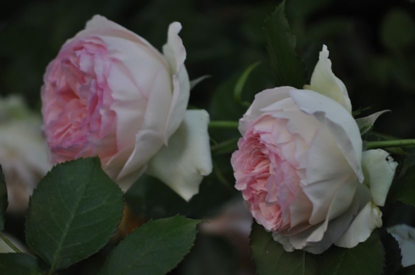 _DSC0499 - VARA 2021_1