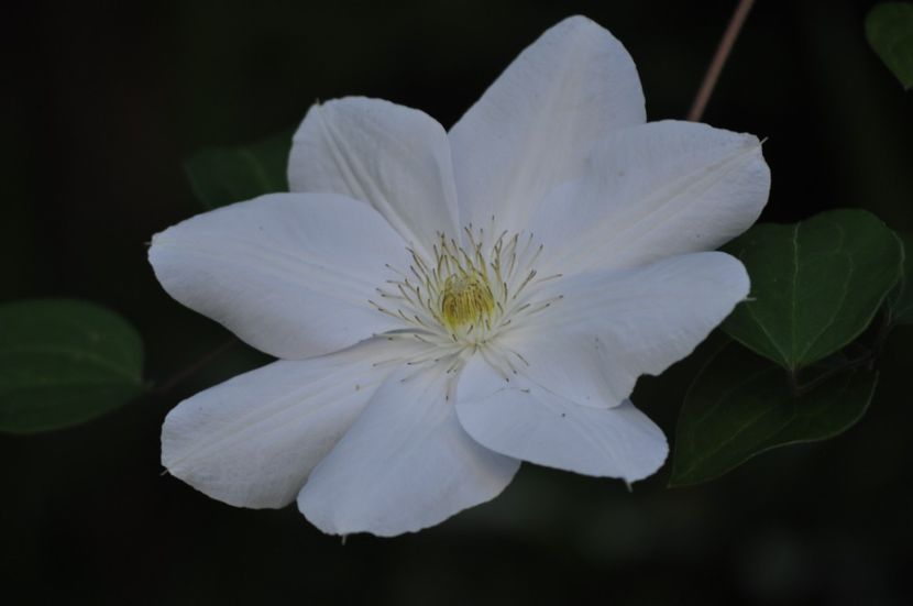 _DSC0500 - VARA 2021_1