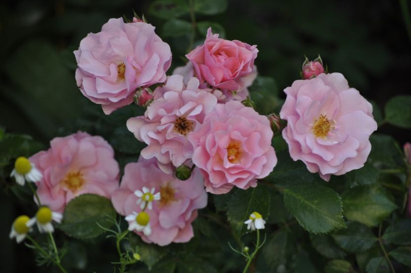 _DSC0501 - VARA 2021_1