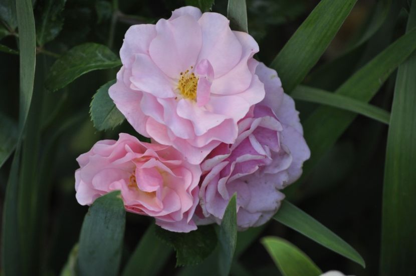 _DSC0503 - VARA 2021_1