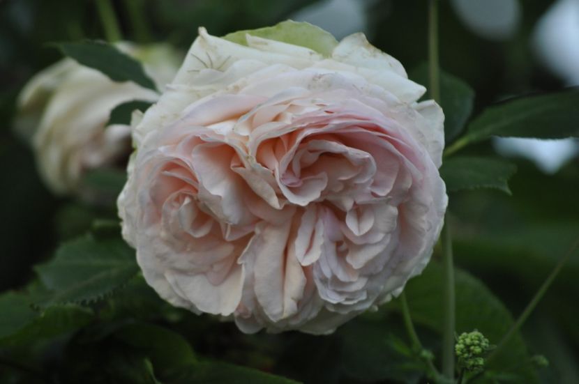 _DSC0505 - VARA 2021_1