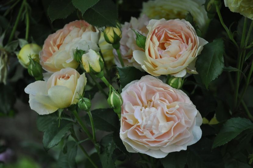 _DSC0511 - VARA 2021_1