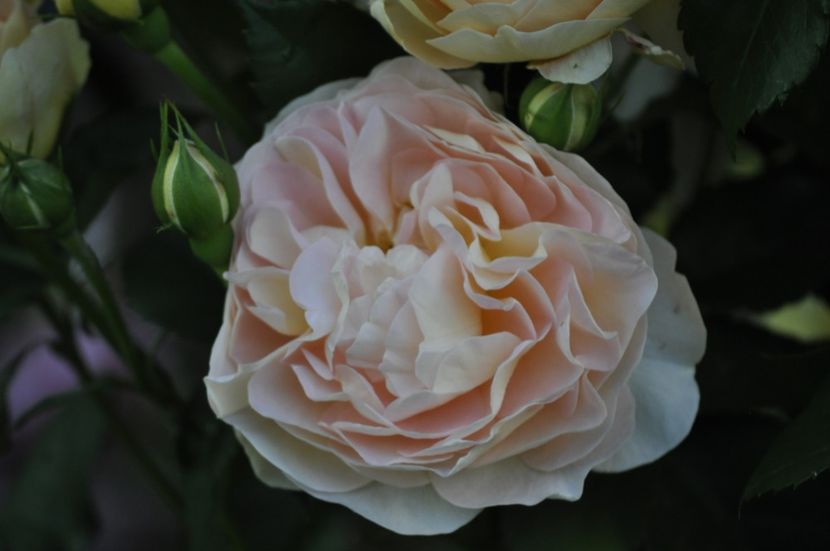 _DSC0512 - VARA 2021_1