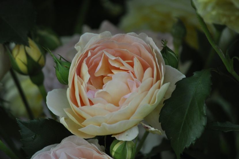 _DSC0513 - VARA 2021_1