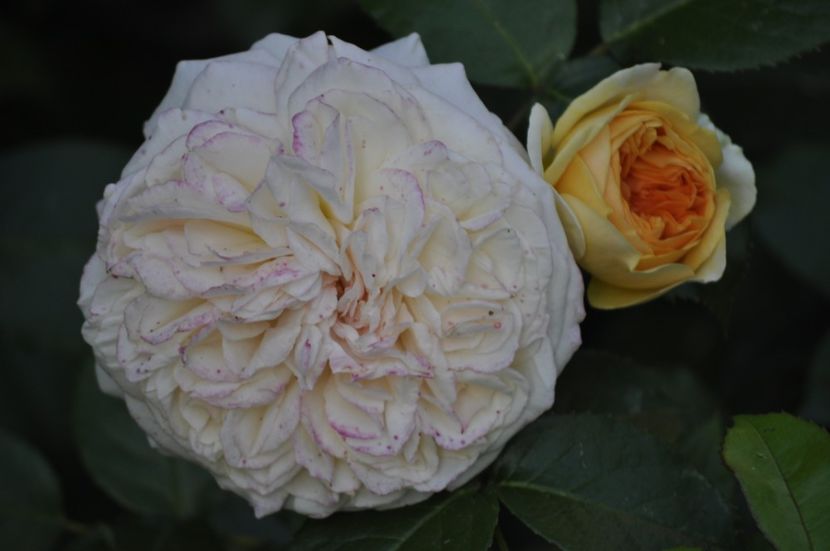 _DSC0514 - VARA 2021_1