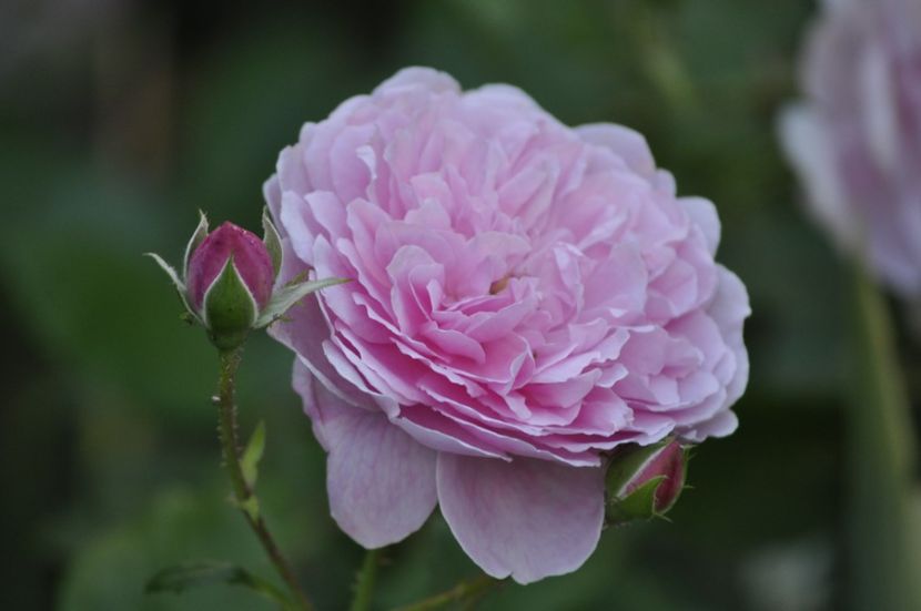 _DSC0516 - VARA 2021_1