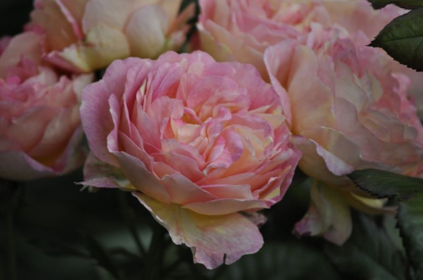 _DSC0519 - VARA 2021_1