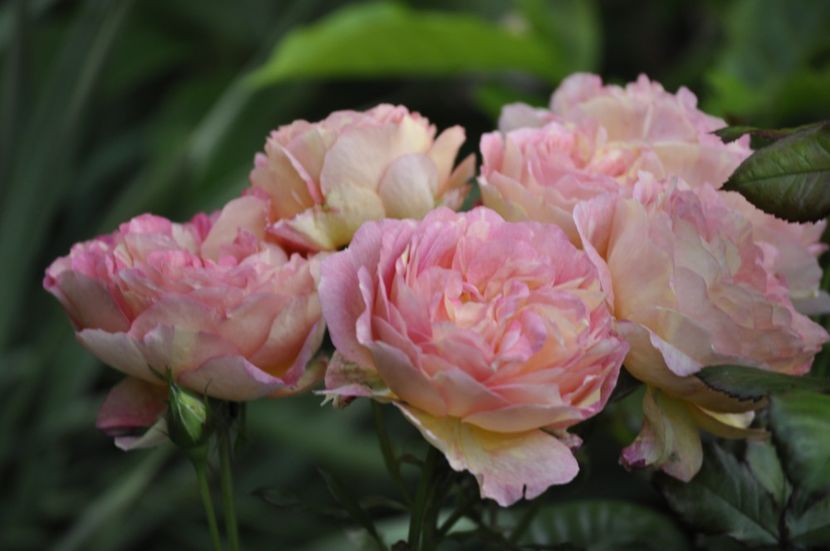 _DSC0520 - VARA 2021_1