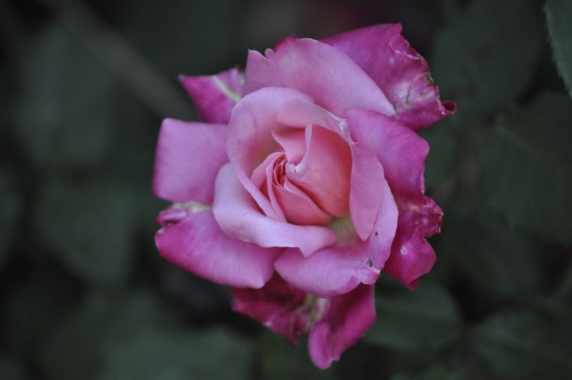 _DSC0522 - VARA 2021_1