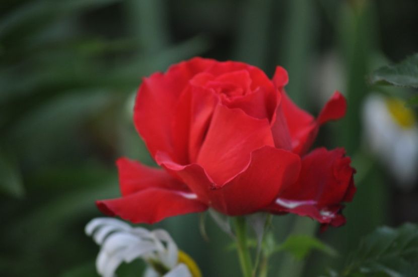 _DSC0530 - VARA 2021_1