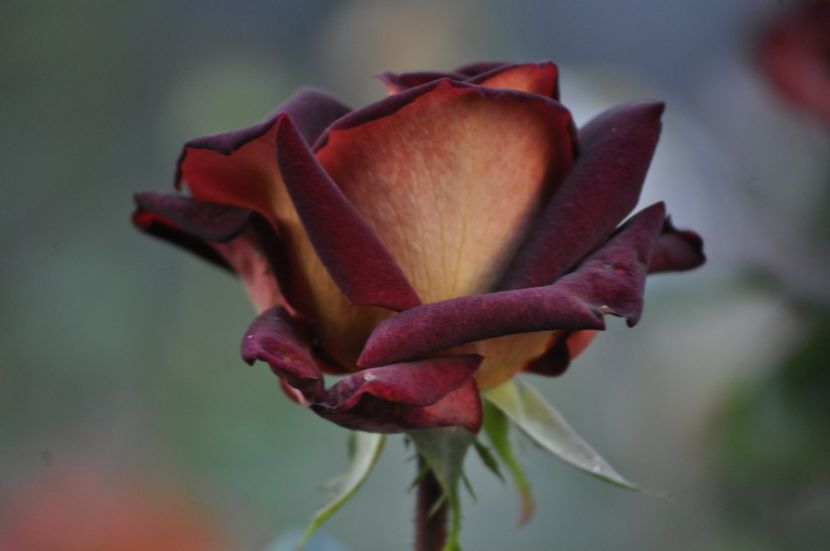 _DSC0548 - VARA 2021_2