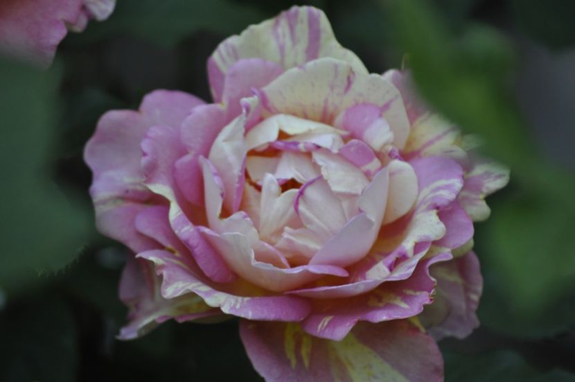 _DSC0018 - VARA 2021_2