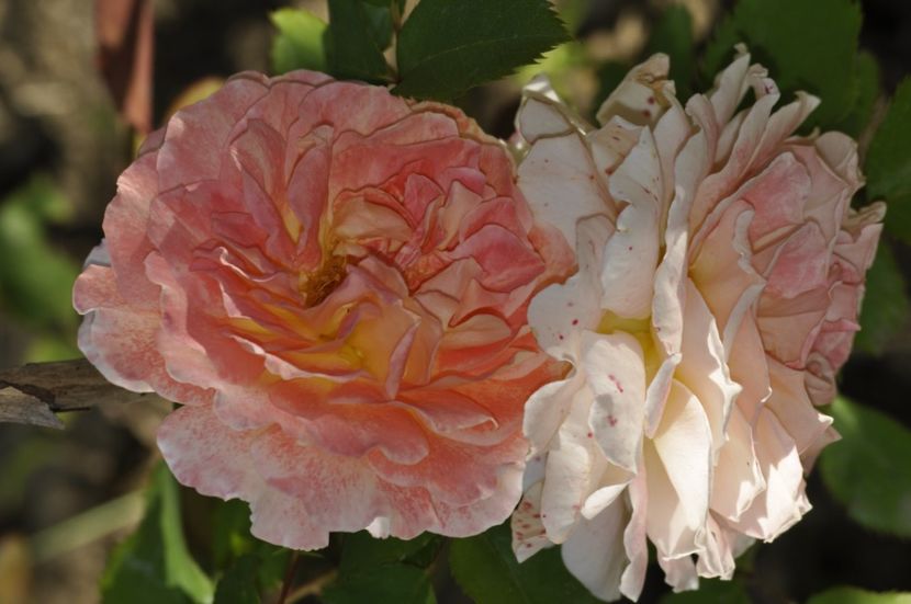 _DSC0024 - VARA 2021_2