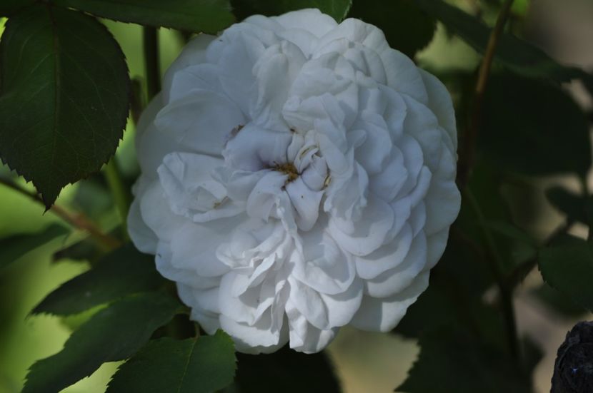 _DSC0029 - VARA 2021_2
