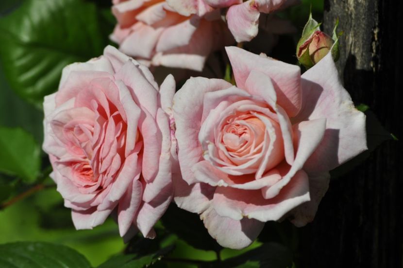 _DSC0031 - VARA 2021_2