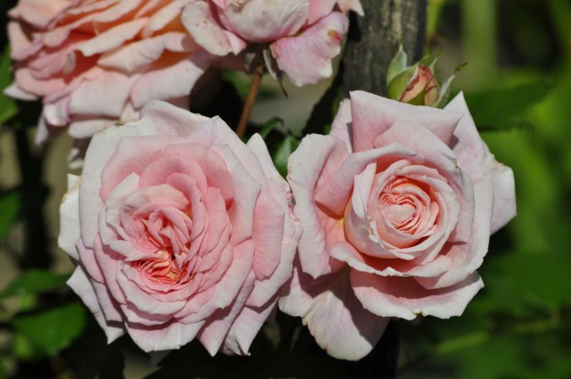 _DSC0032 - VARA 2021_2