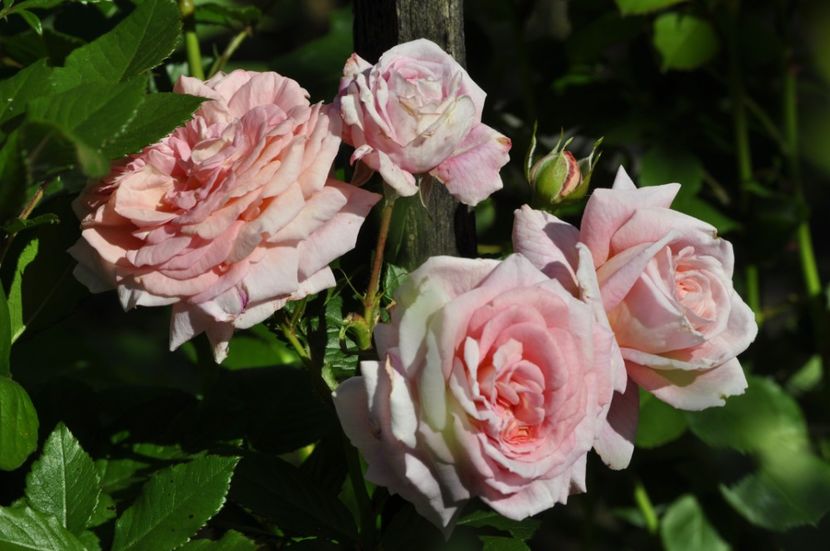 _DSC0034 - VARA 2021_2