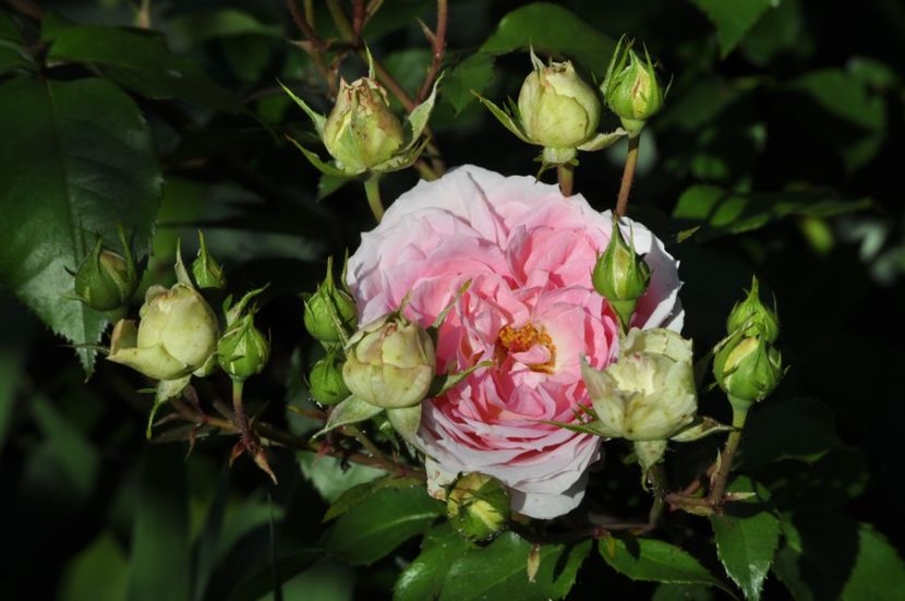 _DSC0036 - VARA 2021_2