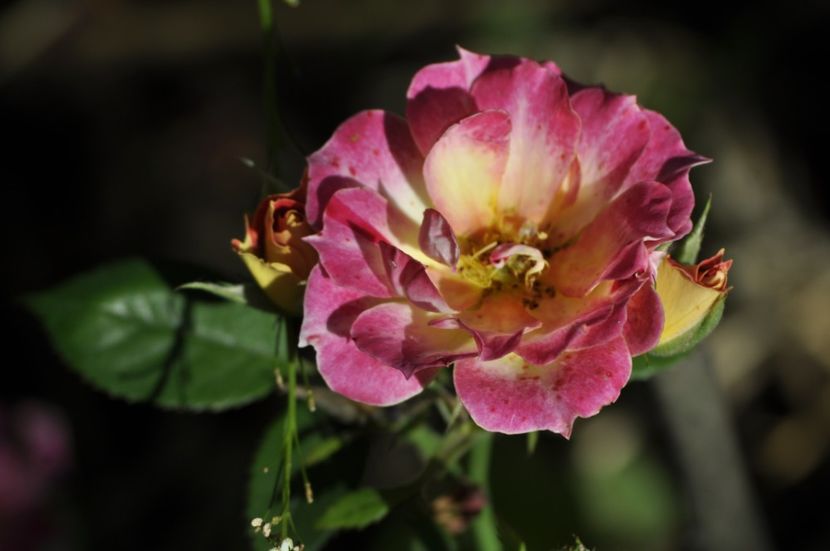 _DSC0047 - VARA 2021_2