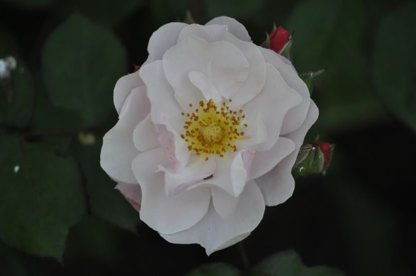 _DSC0048 - VARA 2021_2