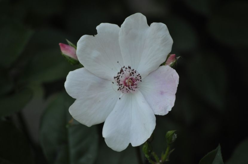 _DSC0049 - VARA 2021_2