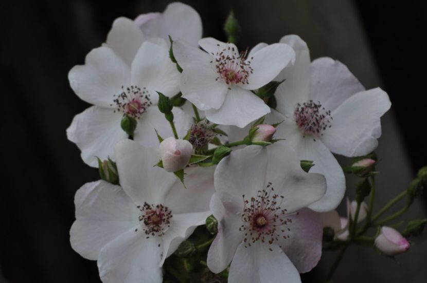 _DSC0051 - VARA 2021_2