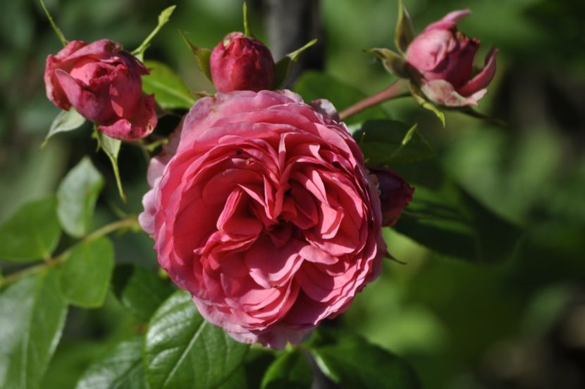 _DSC0054 - VARA 2021_2